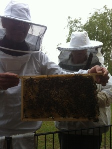 broedkamer met bijen