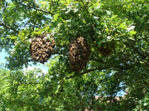 3 swarms in tree with 2 in sun
