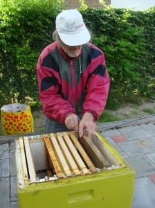 Jan with frames in hive